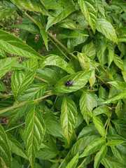 Cyrtocymura scorpioides