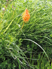 Kniphofia triangularis
