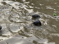 Lutrogale perspicillata