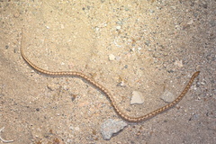 Arizona elegans candida