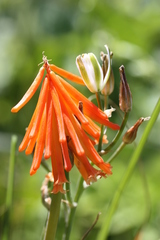 Kniphofia triangularis