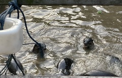 Lutrogale perspicillata