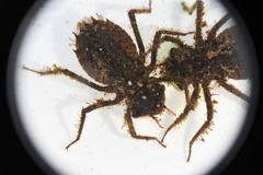 Neurocordulia alabamensis