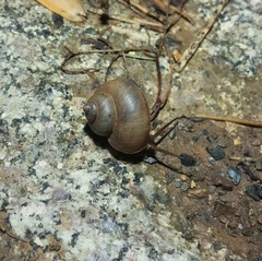 Cyclophorus martensianus
