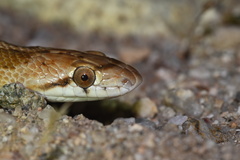 Arizona elegans candida