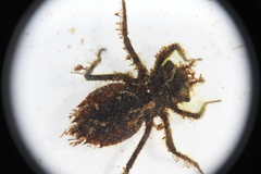 Neurocordulia alabamensis