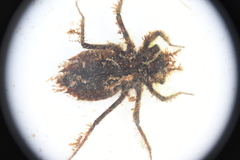 Neurocordulia alabamensis