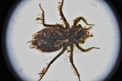 Neurocordulia alabamensis