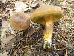 Xerocomellus pruinatus