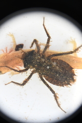 Neurocordulia alabamensis