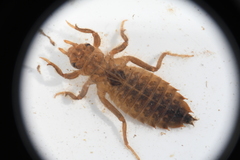Hylogomphus geminatus