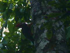 Campephilus rubricollis