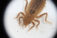 Hylogomphus geminatus