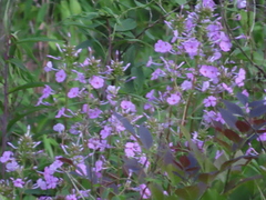 Phlox maculata