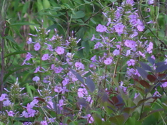 Phlox maculata