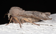 Orthosia revicta
