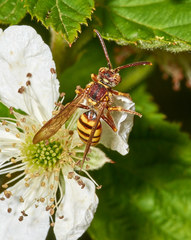 Nomada luteola