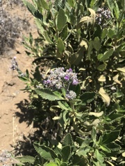 Eriodictyon traskiae