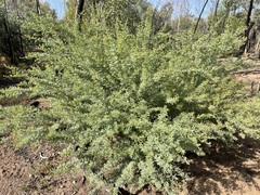 Acacia polybotrya