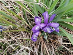 Iris uniflora
