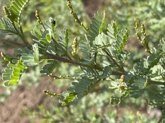 Acacia polybotrya