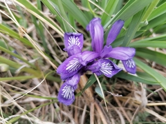 Iris uniflora