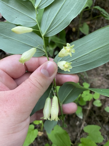 Polygonatum biflorum