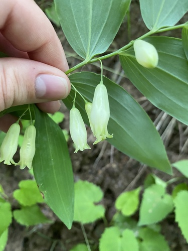 Polygonatum biflorum