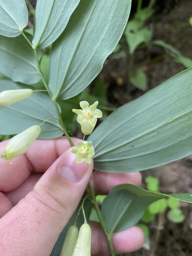 Polygonatum biflorum