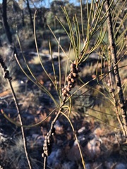 Melaleuca teretifolia