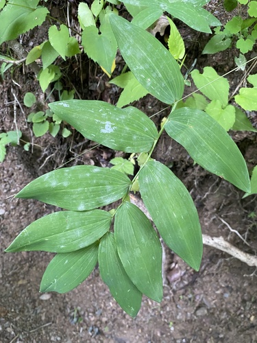 Polygonatum biflorum