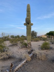 Carnegiea gigantea