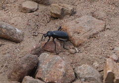 Eleodes grandicollis