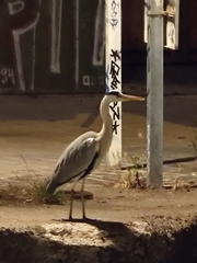 Ardea cinerea