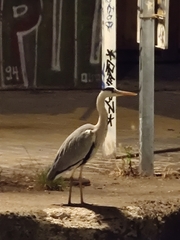 Ardea cinerea