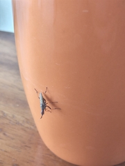 Odontoloxozus longicornis