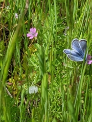 Icaricia icarioides fenderi