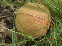 Xerocomellus pruinatus