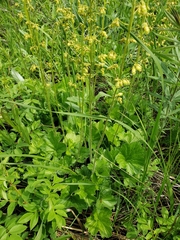 Heuchera richardsonii