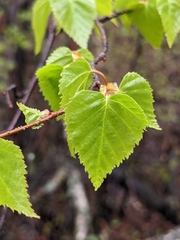 Betula neoalaskana