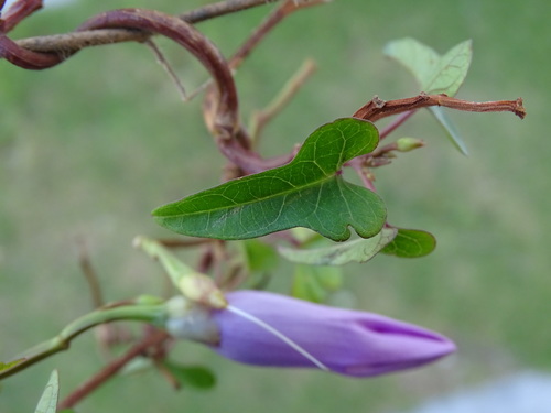 Image of Ipomoea splendor by (c) Alexis López Hernández, some rights reserved (CC BY)