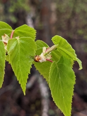 Betula neoalaskana