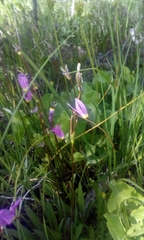 Dodecatheon