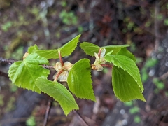 Betula neoalaskana