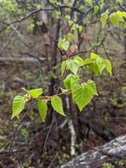Betula neoalaskana
