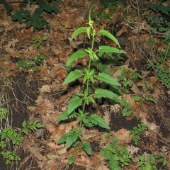 Scrophularia parviflora