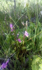 Dodecatheon