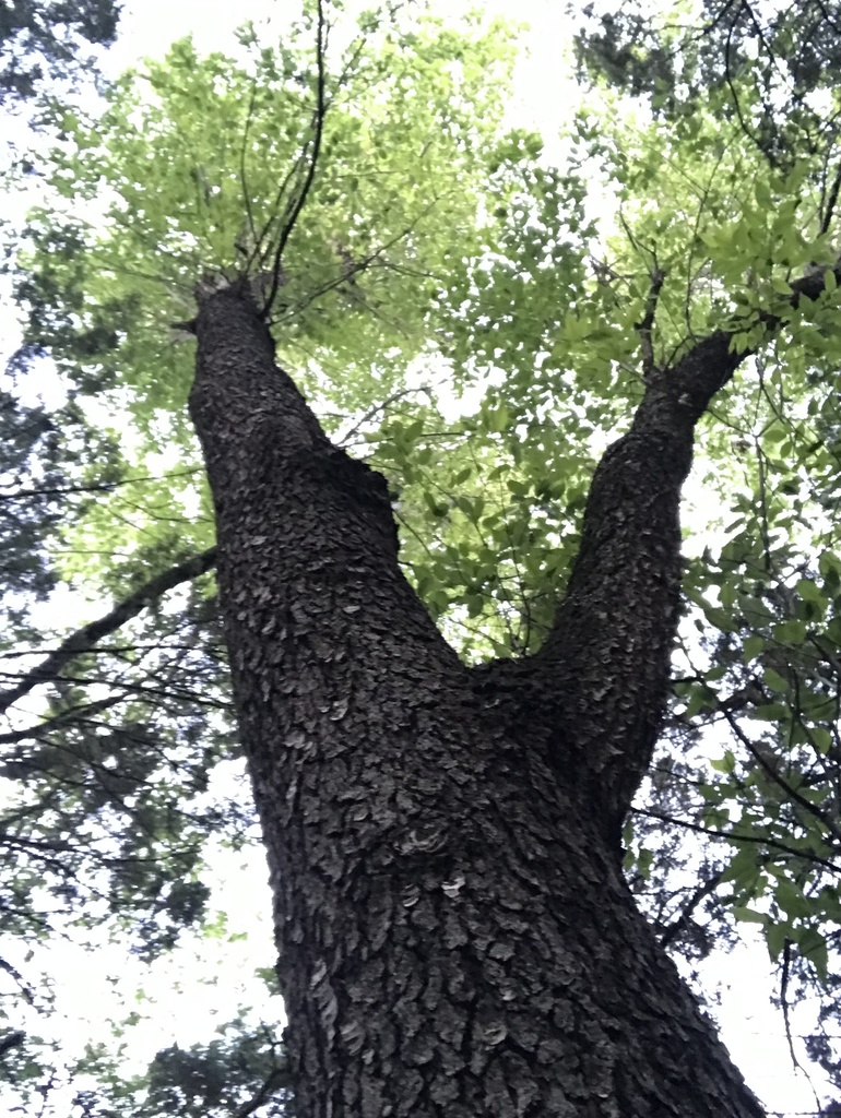 Escarpment black cherry from South Austin, Austin, TX, US on May 26 ...