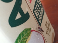 Odontoloxozus longicornis