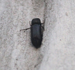 Amphicerus